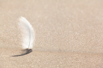 Beach Feather Background / Small white feather stuck upright at beach sand like a sail (copy space)