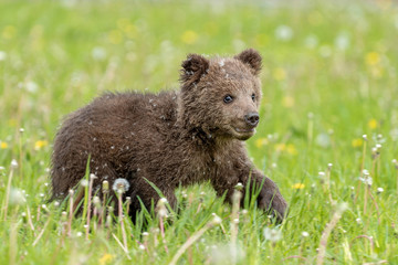 Obraz na płótnie Canvas Brown bear cub playing on the summer field
