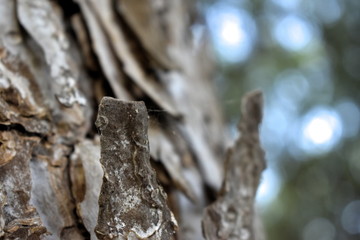 Tree Texture wood nature background
