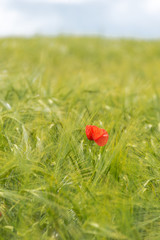 Green field with agriculture meadow and blue sky. Panoramic view to grass on the hill on sunny spring day. Agricultural crops are watching there. Blue sky, beautiful warm day.