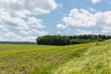 Fototapeta na wymiar Green field with agriculture meadow and blue sky. Panoramic view to grass on the hill on sunny spring day. Agricultural crops are watching there. Blue sky, beautiful warm day.