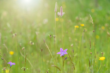 Background with wild flowers in a green meadow