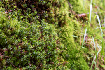 Moss on a rock close-up in a wet envirement