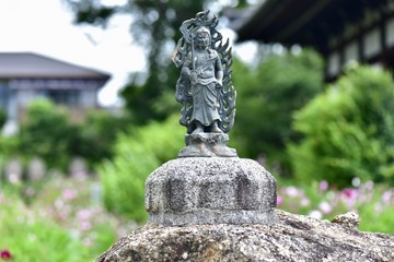 Obraz premium 同時に咲く日本の寺のアジサイとコスモス