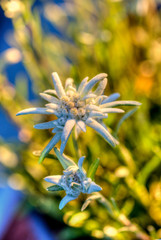Edelweiss flower on a sunny day in the Alps