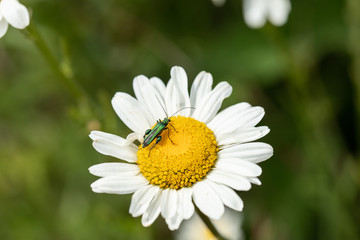 Fototapeta premium single oedemera, nobilis, on daisy 2