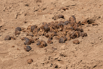 Feces of horses. Feces of horses eating grass on the ground.
