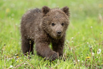 Brown bear cub playing on the summer field © byrdyak