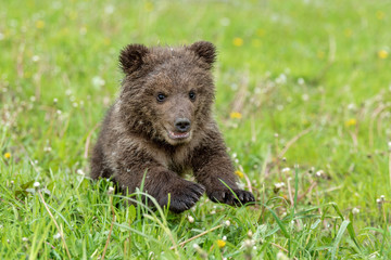 Brown bear cub playing on the summer field