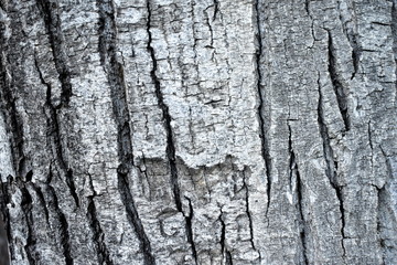 Texture wood tree nature barks nature resort background