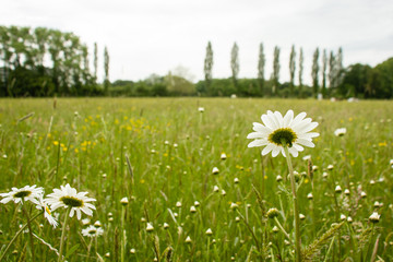 Late spring meadow flowers © Liz Mitchell