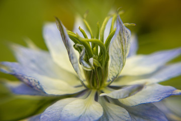 Nigella Flower