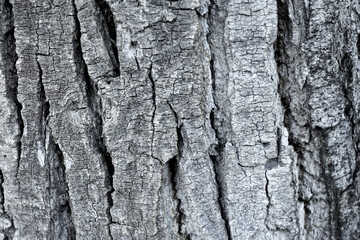 Texture wood tree nature barks nature resort background
