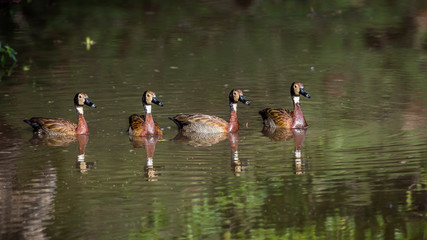 Four White faced Whistling-Duck swimming in water with reflection in Kruger National park, South Africa ; Specie Dendrocygna viduata family of Anatidae