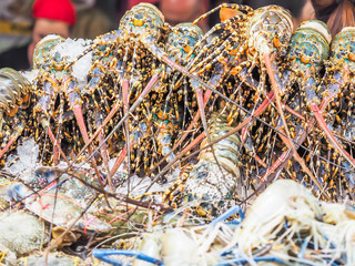 Stack of lobsters in the market or superstore.