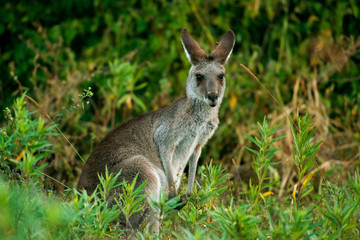 Naklejka na ściany i meble Cute Australian Kangaroo