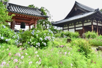 同時に咲く日本の寺のアジサイとコスモス