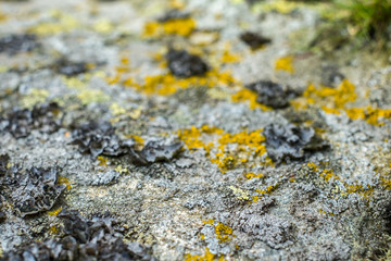 lichens on the stone
