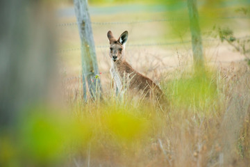 Cute Australian Kangaroo
