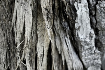 Texture wood tree nature barks nature resort background