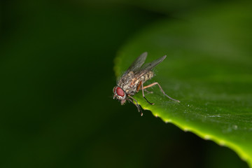 fly on leaf