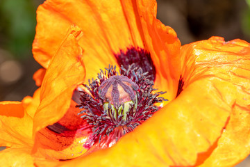 Poppy heart