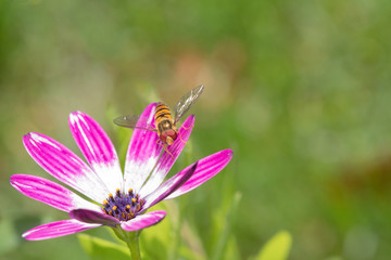 syrphus rebesii on ostespermum