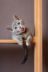 Kitten shows tongue. The cat stuck out his tongue. Funny gray kitten. The kitten is looking at the...