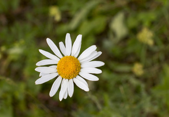 White Daisy close-up in nature. Forest.