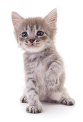 Obraz premium Mały szary kotek.