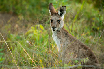 Cute Australian Kangaroo