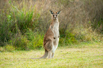 Cute Australian Kangaroo