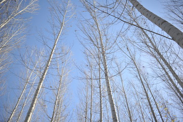 Birch forest without leaves in autumn seen from below