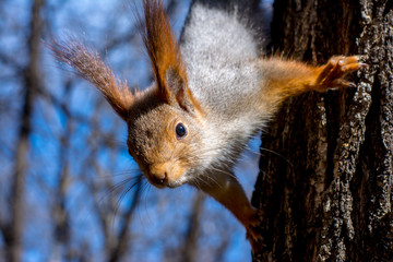 Naklejka na ściany i meble Fluffy squirrel held by claws on a tree in a resort park and looking ahead, sunny day, the city of Yessentuki, close-up, selective focus