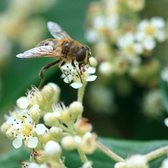 Une abeille