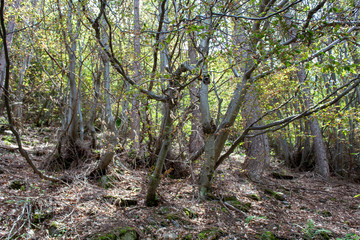 The undergrowth in the summer