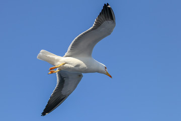seagull