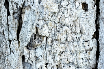 Texture wood tree nature barks nature resort background