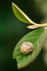 Un escargot sur une feuille