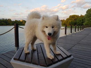 A little puppy of a Samoyed dog