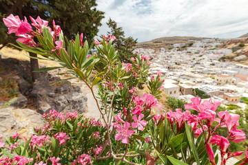 Pink bloomig flowers and ancient Lindos town at the background