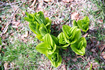 Weed and poisonous plant of Veratrum viride. Also known as Indian poke, corn lily, Indian hellebore, false hellebore, false green hellebore or false giant-hellebore