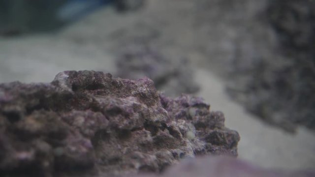 A lot of the same fish swim past a large underwater stone.