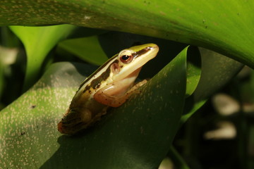 Yellow cricket treefrog on a green leaf. 