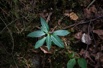 Leaves of a tree