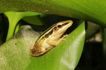 Yellow cricket treefrog on a green leaf. 