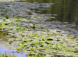 water lily in a pond
