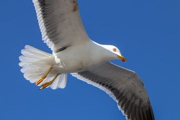 seagull