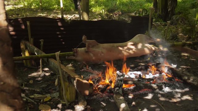A whole pig (lechon) being barbecue roasted in the traditional way in the Philippines.