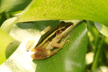 Yellow cricket treefrog on a green leaf. 